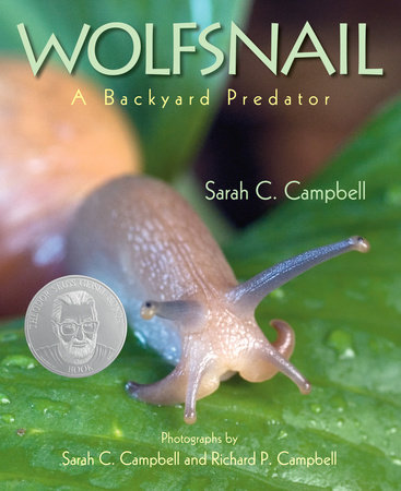 Wolfsnail By Sarah C. Campbell; Photographs by Sarah C. Campbell and Richard P. Campbell