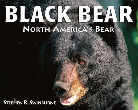 Black Bear By Stephen R. Swinburne