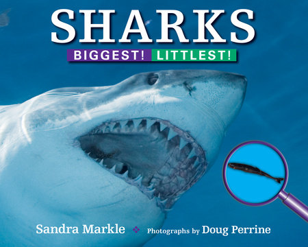 Sharks By Sandra Markle; Photographs by Doug Perrine