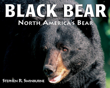Black Bear By Stephen R. Swinburne